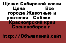 Щенки Сибирской хаски › Цена ­ 18 000 - Все города Животные и растения » Собаки   . Красноярский край,Сосновоборск г.